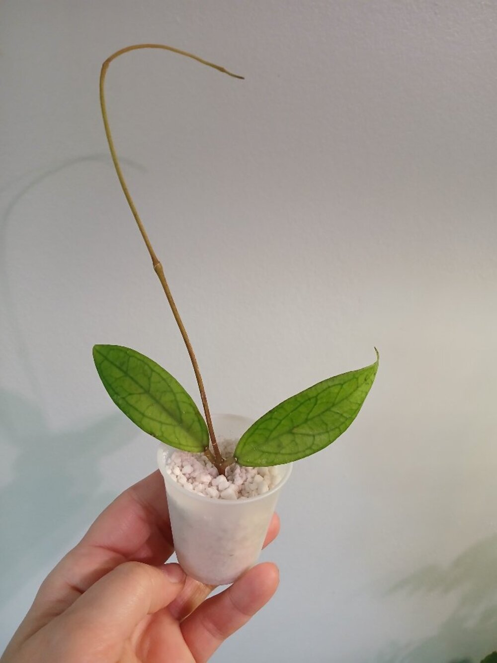 Hoya Jennifer Cutting